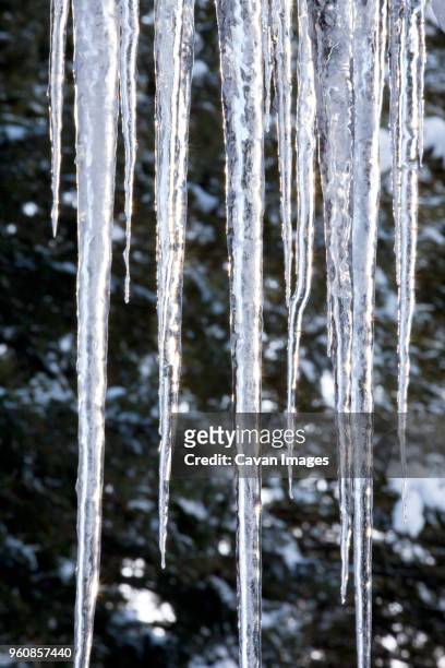 close-up of icicles - つらら ストックフォトと画像