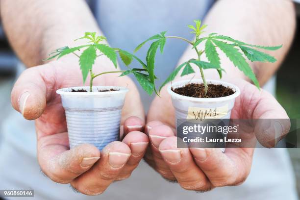 Cuttings of Cannabis are displayed during the Indica Sativa Trade at Unipol Arena on May 21, 2018 in Bologna, Italy. The 6th Italian exhibition is...