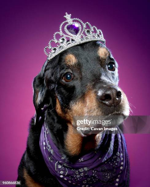 close-up of dog wearing crown against purple background - dog tiara stock pictures, royalty-free photos & images