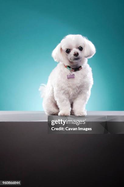 portrait of cute white lhasa apso on table against turquoise background - lhasa apso puppy stock pictures, royalty-free photos & images