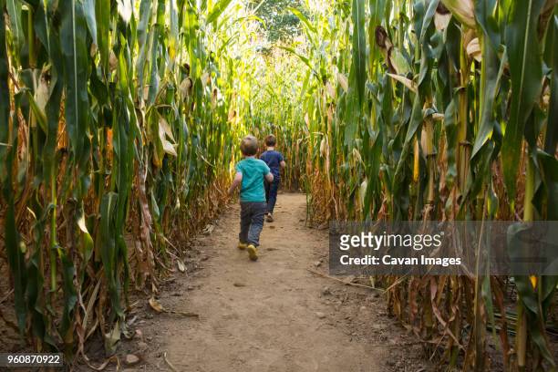 full length of carefree brothers running through corn maze - corn maze imagens e fotografias de stock