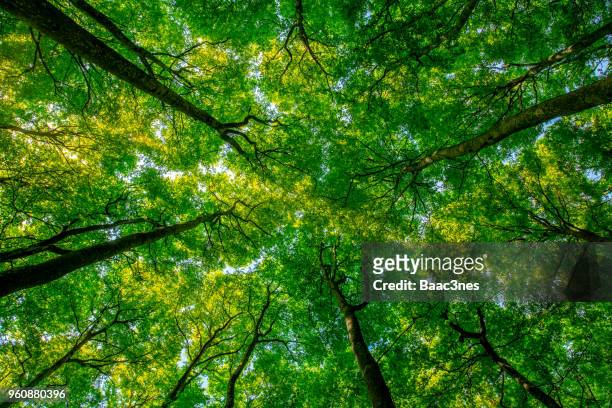 treetops seen from a low angle - below stock pictures, royalty-free photos & images