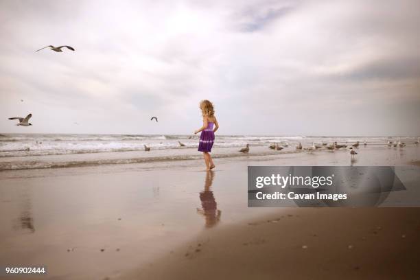rear view of girl enjoying with birds on beach against cloudy sky - cape may stock pictures, royalty-free photos & images
