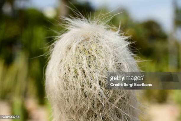 old man cactus (cephalocereus senilis) - hairy old man stock pictures, royalty-free photos & images