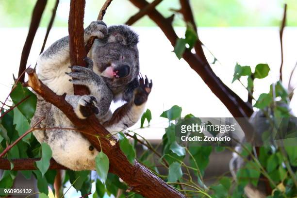 sleepy koala bear scratch his head on eucalyptus tree in queensland, australia - koala eating stock pictures, royalty-free photos & images