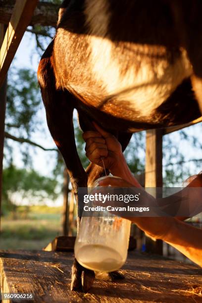 cropped image of woman milking goat on farm - ziegenmilch stock-fotos und bilder