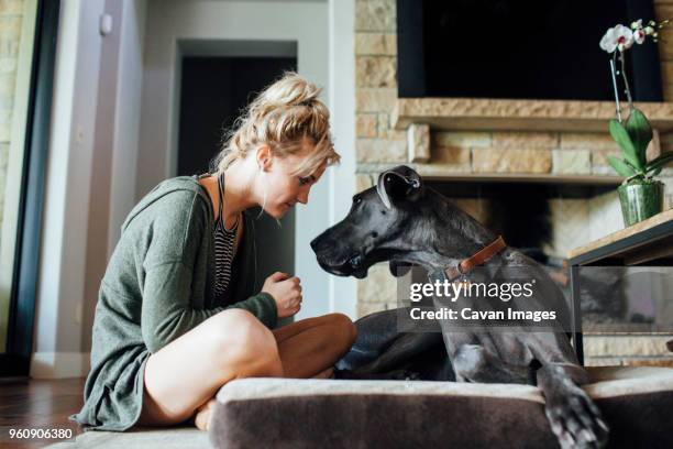 woman looking at great dane while sitting at home - gran danés fotografías e imágenes de stock