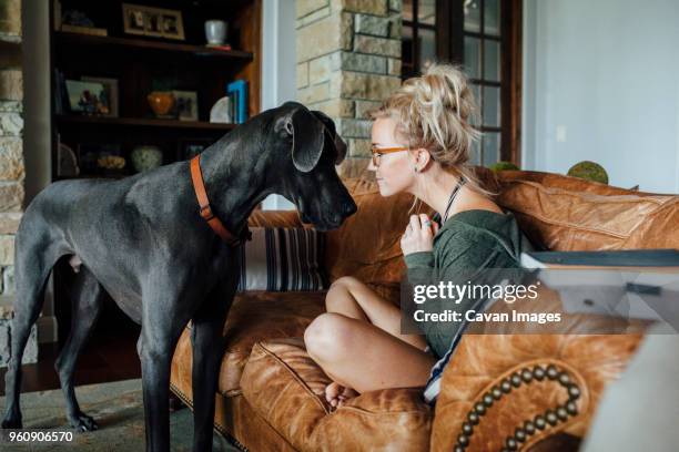 woman looking at great dane while sitting on sofa - great dane stock pictures, royalty-free photos & images
