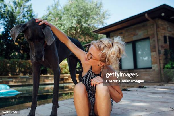 woman stroking great dane while sitting in backyard - dogge stock-fotos und bilder