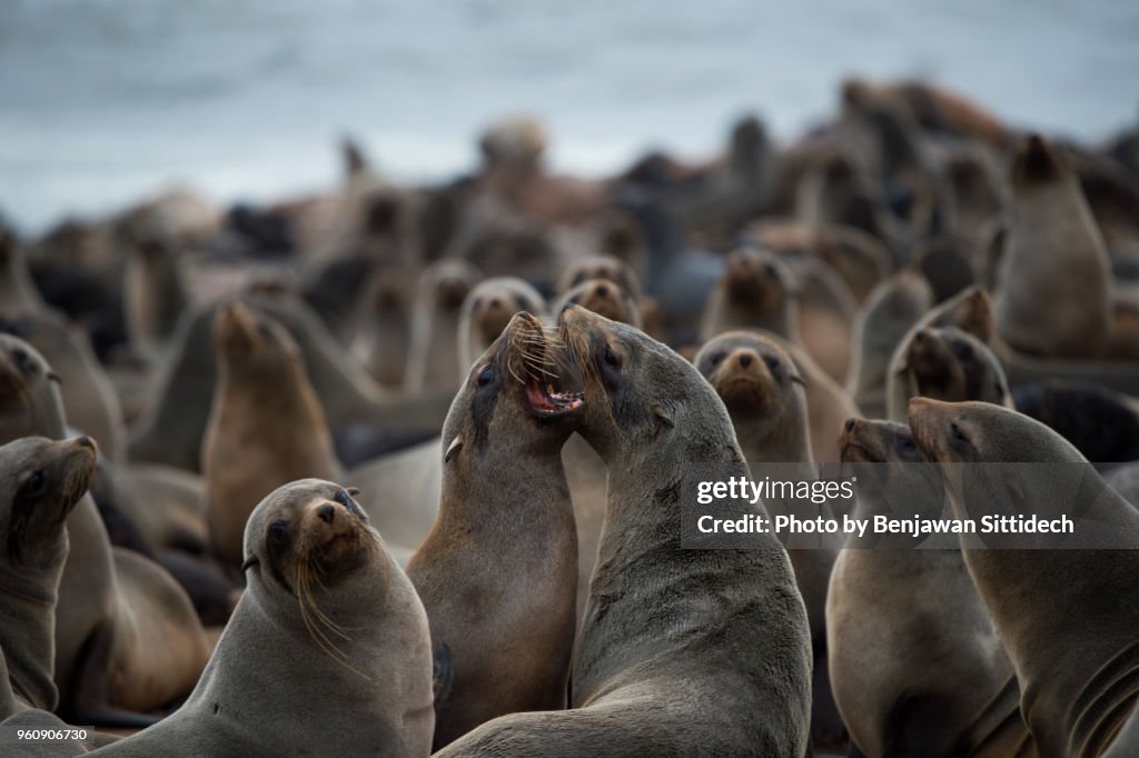 Colony of Cape fur seal at Cape Cross seal reserve, a small headland in the South Atlantic in Skeleton Coast, Erongo Region, Western Namibia.