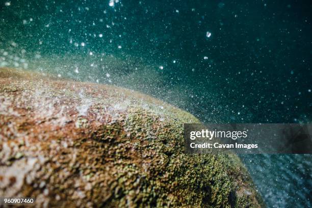 high angle view of water drops falling on mossy rock by river - falls texas stock pictures, royalty-free photos & images