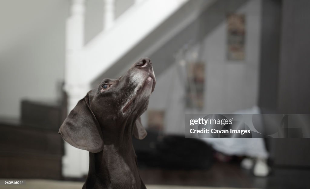 German short-haired pointer looking up at home