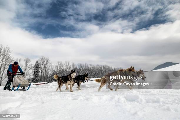 man dogsledding on snowy field against cloudy sky - dog sledding stock pictures, royalty-free photos & images