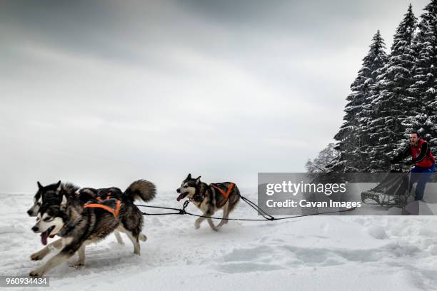 man dogsledding on snowy field against sky - chien de traineau photos et images de collection