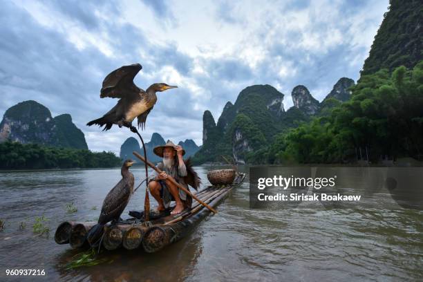 fisherman of guilin, li river - cormorant stock pictures, royalty-free photos & images