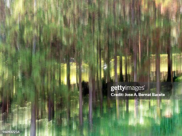 blurred conifer forest, photo taken with slow shutter speed in island of terceira, azores, portugal. - cryptomeria japonica stock pictures, royalty-free photos & images