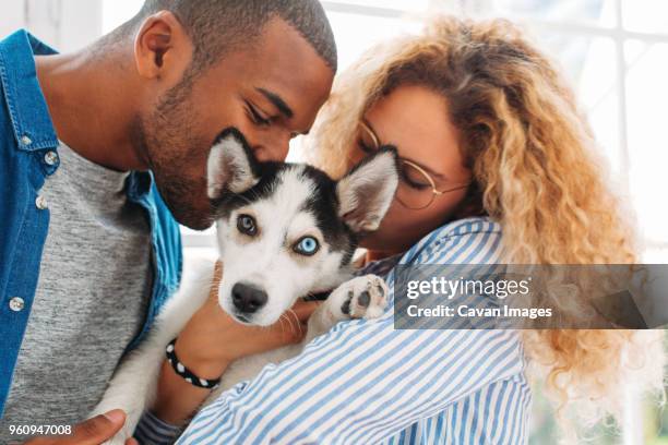 multi-ethnic couple kissing siberian husky at home - black men kissing white women stock-fotos und bilder