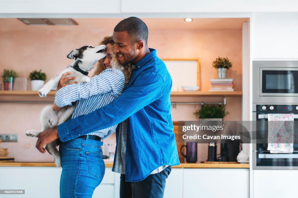 Affectionate multi-ethnic couple playing with Siberian Husky at home