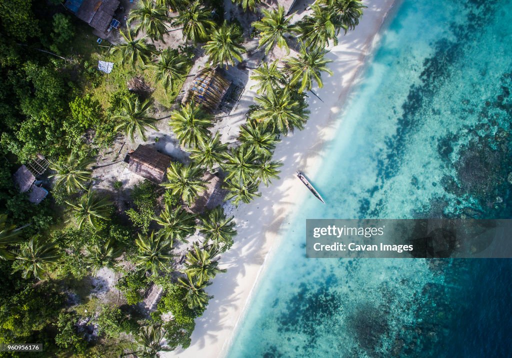 Overhead view of trees on shore by sea