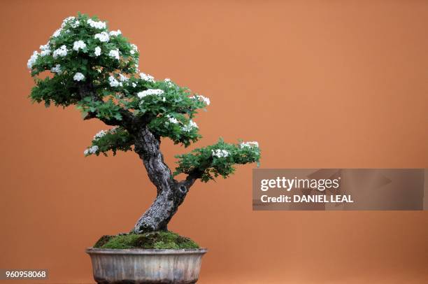 Flowering bonsai tree is pictured during a visit the 2018 Chelsea Flower Show in London on May 21, 2018. - The Chelsea flower show, held annually in...