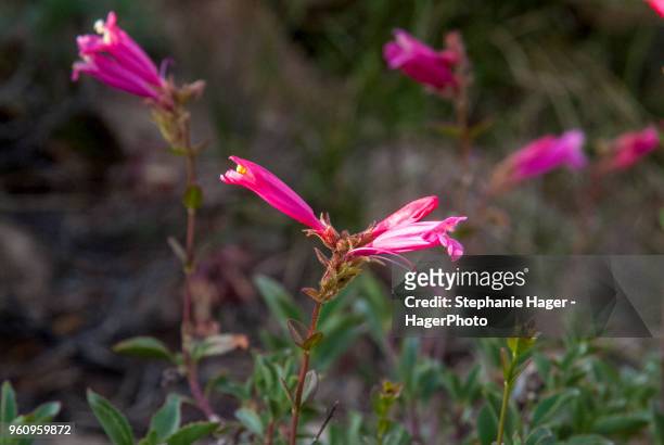 pink penstemon flowers in bloom in the sierras - penstemon stock pictures, royalty-free photos & images