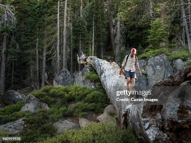 man walking on fallen tree in forest - サウスレイクタホ ストックフォトと画像