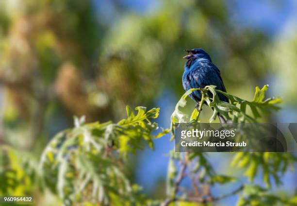 blue indigo bunting bird chirping - indigo bunting stock pictures, royalty-free photos & images