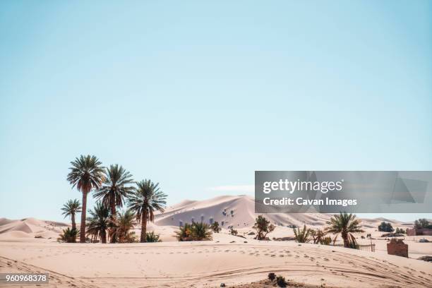 palm trees growing on desert against sky during sunny day - merzouga stock pictures, royalty-free photos & images