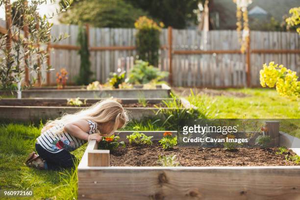 side view of girl looking plants growing in raised bed at backyard - children gardening stock-fotos und bilder