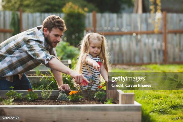 father and daughter pointing on plant growing in raised bed - tochter zeigt stock-fotos und bilder