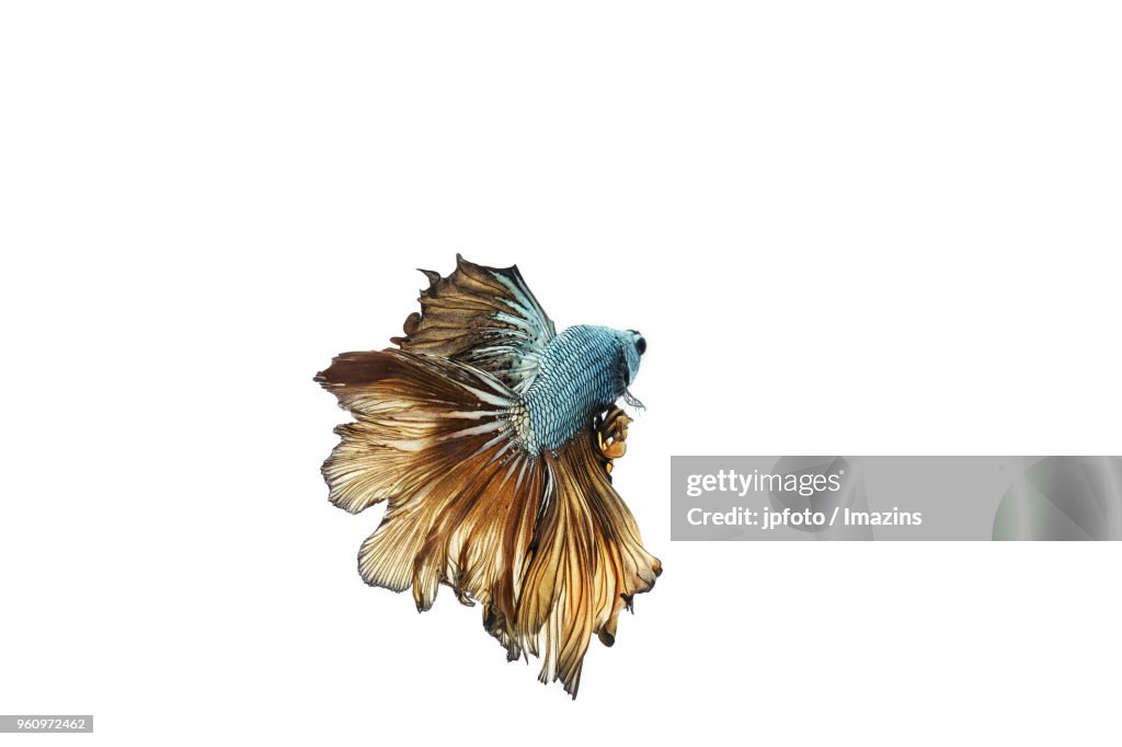 Tropical fish against white background