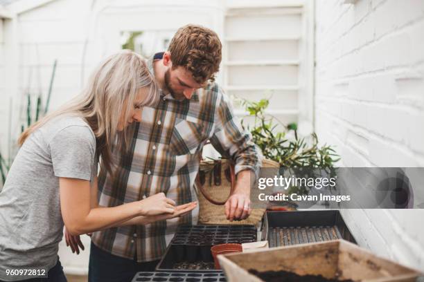 couple sprinkling seeds in seedling tray while working in greenhouse - seedling tray stock pictures, royalty-free photos & images