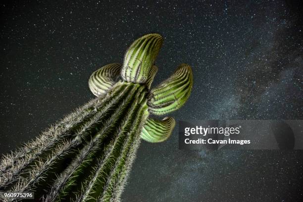 low angle view saguaro cactus against star field - saguaro cactus stock pictures, royalty-free photos & images