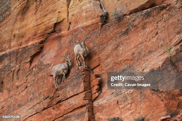 low angle view of goats standing on rock formation in zion national park - mountain goat climbing stock pictures, royalty-free photos & images