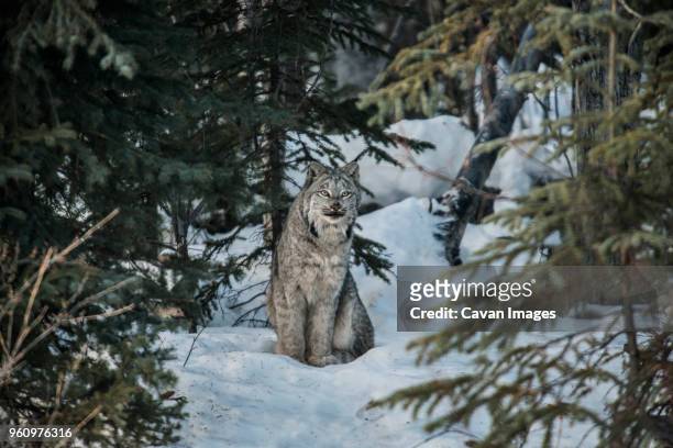 canadian lynx looking away while sitting on snowy field - whitehorse - fotografias e filmes do acervo