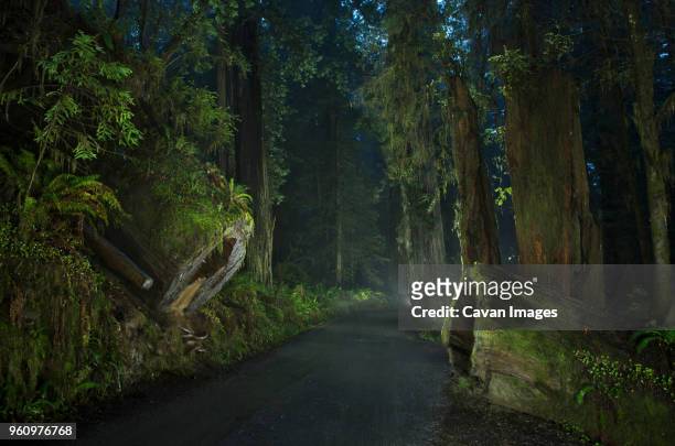 road amidst forest at jedediah smith redwoods state park during dusk - jedediah smith redwoods state park stock pictures, royalty-free photos & images