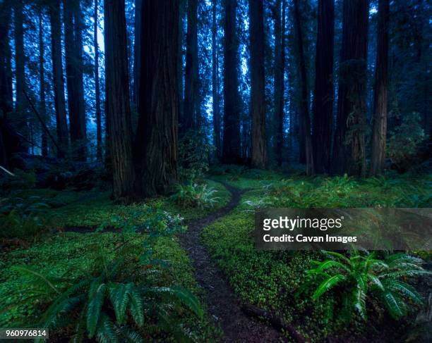 tranquil view of forest at jedediah smith redwoods state park - jedediah smith redwoods state park stock pictures, royalty-free photos & images