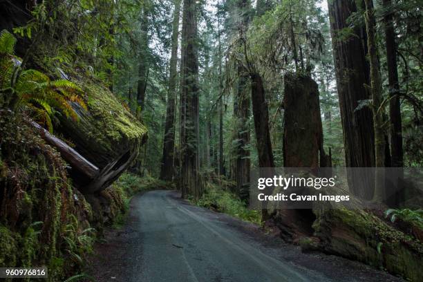 road amidst forest at jedediah smith redwoods state park - jedediah smith redwoods state park stock pictures, royalty-free photos & images