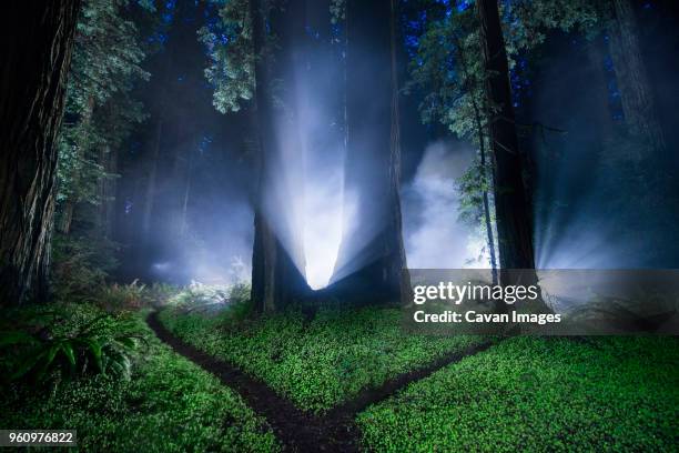 tranquil view of forest at jedediah smith redwoods state park during night - jedediah smith redwoods state park stock pictures, royalty-free photos & images