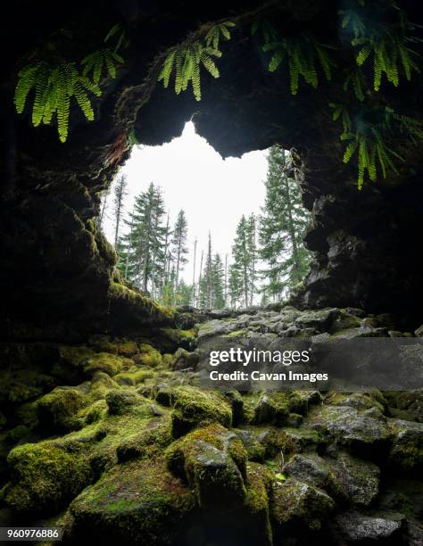 view of trees seen through oles cave - cave man stock-fotos und bilder