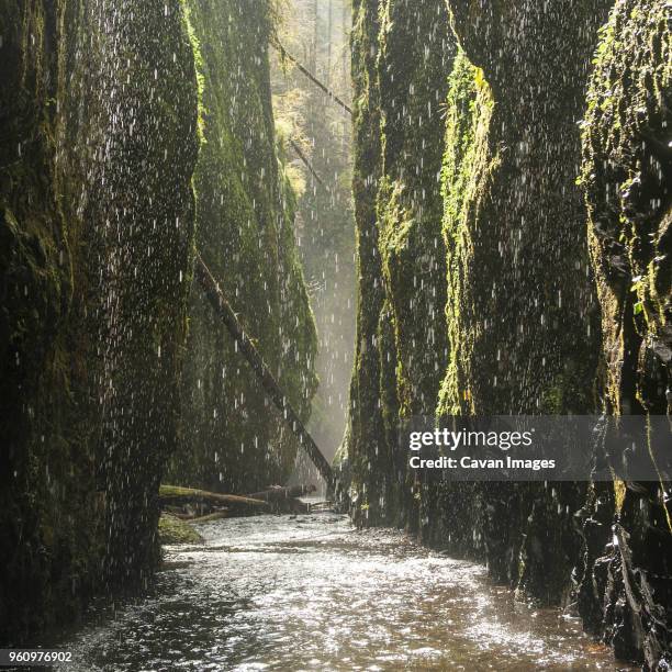 idyllic view of oneonta gorge during rainfall - oneonta gorge bildbanksfoton och bilder