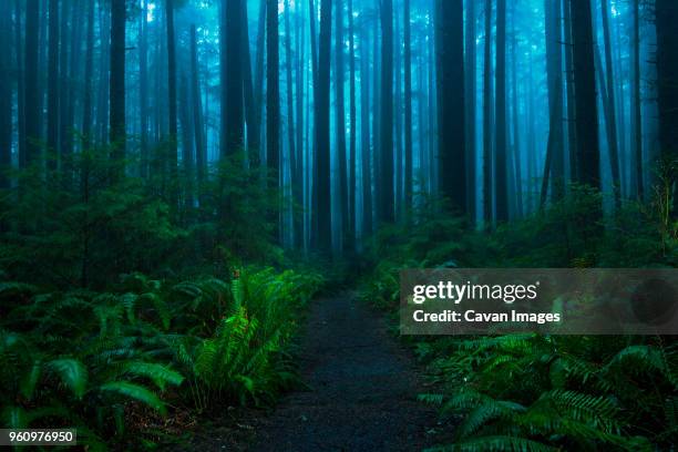 tranquil view of olympic national forest during foggy weather - olympic peninsula foto e immagini stock