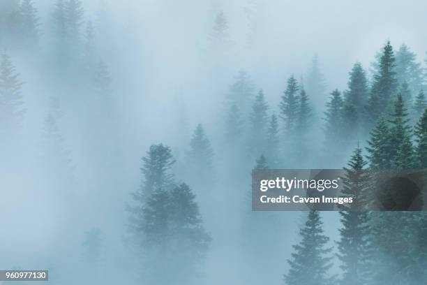 high angle view of trees during foggy weather at crater lake national park - crater lake national park stock pictures, royalty-free photos & images