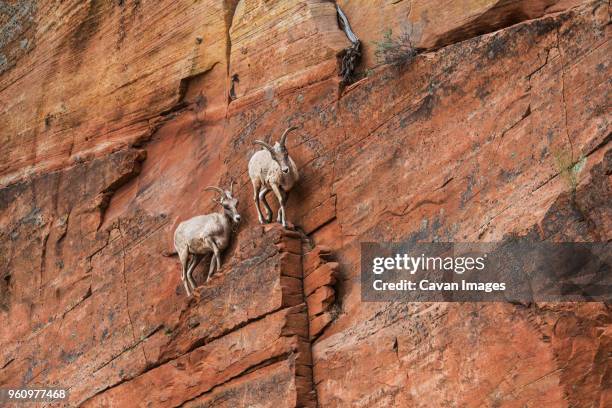 low angle view of mountain goats on rock formation at zion national park - mountain goat stock pictures, royalty-free photos & images