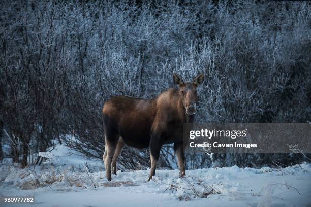 portrait of moose standing on snowy field at denali national park - white moose stock pictures, royalty-free photos & images