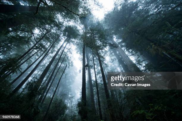 low angle view of trees at jedediah smith redwoods state park during foggy weather - jedediah smith redwoods state park stock pictures, royalty-free photos & images