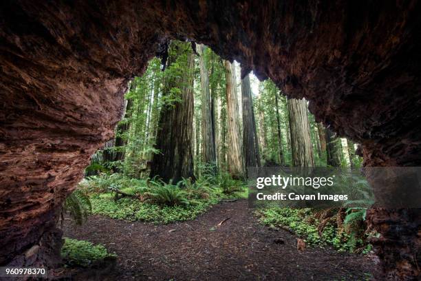 trees seen through cave at jedediah smith redwoods state park - redwood national park imagens e fotografias de stock