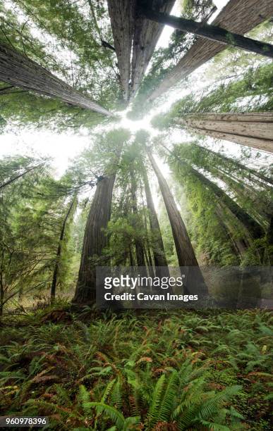fish eye view of tree growing at jedediah smith redwoods state park - jedediah smith redwoods state park stock pictures, royalty-free photos & images