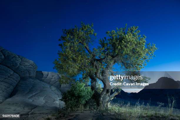 idyllic view of tree on marble canyon against clear blue sky - marble canyon foto e immagini stock