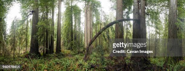 panoramic view of trees growing in jedediah smith redwoods state park - jedediah smith redwoods state park stock pictures, royalty-free photos & images